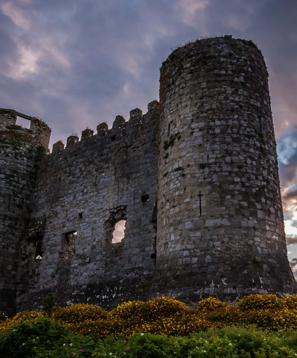Carlow Castle at dawn, its two round towers and the wall between them standing above flowering gorse under a broken sky