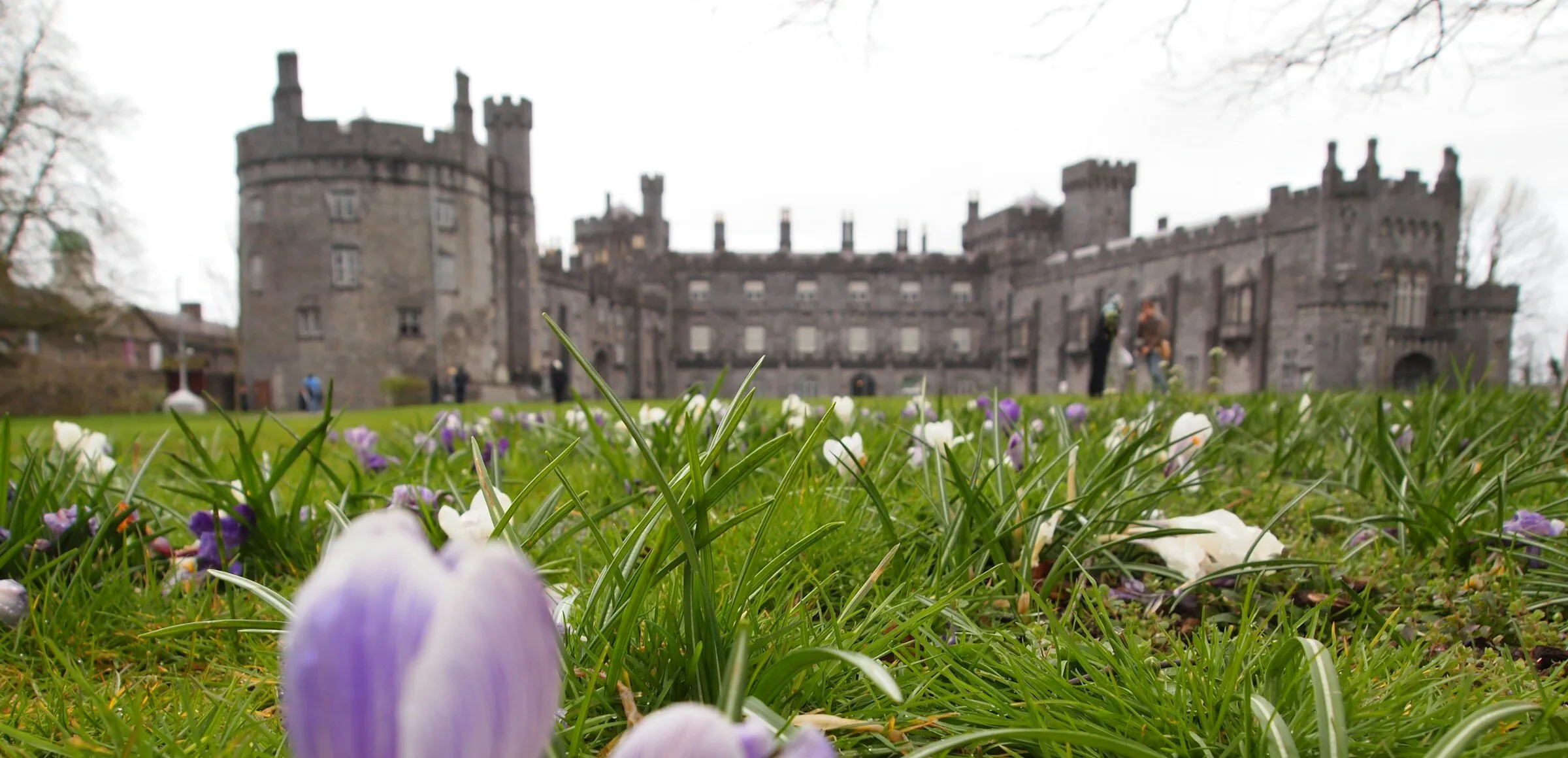 Kilkenny Castle seen across its parkland from ground level, with crocuses flowering in the grass in the foreground